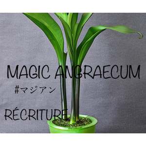 MAGIC ANGRAECUM