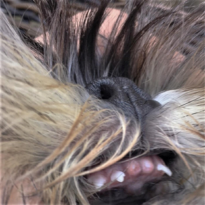 So Long, Little Foot