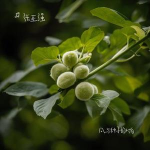 风与种子的对白