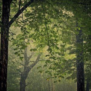 助眠白噪音·林中露营篝火燃烧声