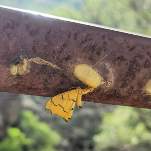 用牙咬着花