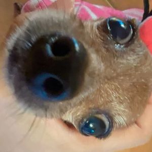 木兰辞·关山月