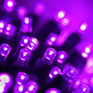Purple Lights