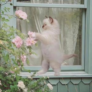 芳华慢＋霜雪千年