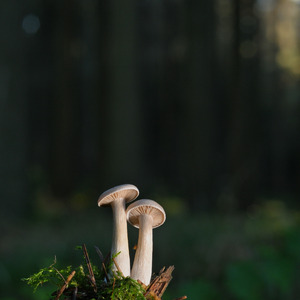 For I Believe That You Will Value It.