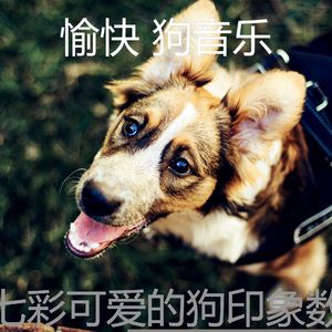 优美可爱的狗器乐