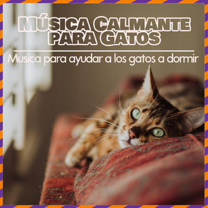 Música De Gatos