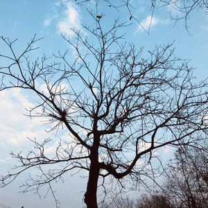 梁山伯与朱丽叶