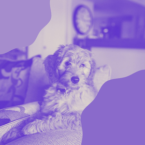 Stellar Moods for Calming Your Dog