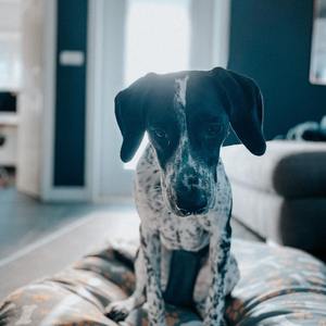 人模狗样（Prod.by HC Dawn）