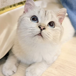 猫的激流