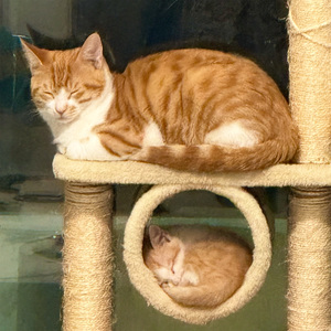 说唱伴奏「Free」“喵呜～”轻松 钢琴 低保真 猫叫采样 chill piano lofi