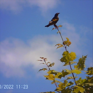 Piano Dance with Bass Clarinet Spatial