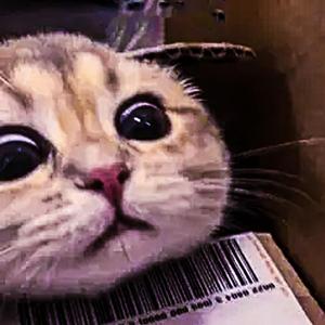 CHIPI CHAPA (Speed Up)