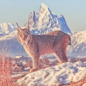 カナダオオヤマネコの歌