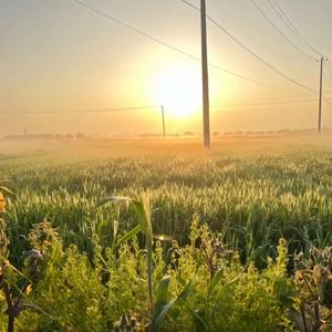4分50秒 蔷薇花园的守候