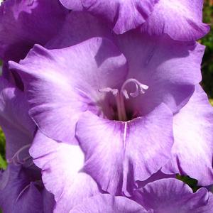 Gladiola (Demo) (Demo) (Demo)