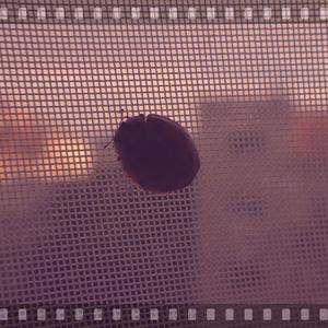 Ladybug