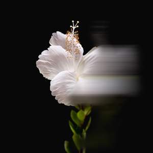 Les Pêcheurs De Perles, Wd 13, Act 1, "Je Crois Entendre Encore"