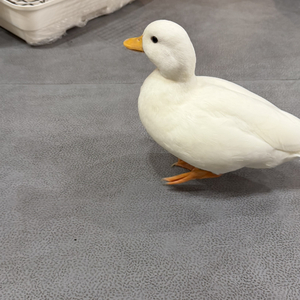 百万奖金ai创作大赛主题二：七年,一点都不痒