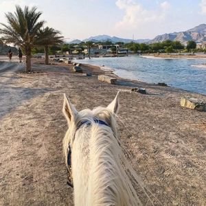 Apsus 现场伴奏 Ablatjan-Mamat