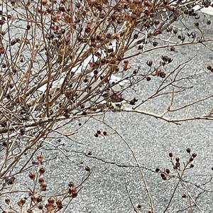 Zapjevala Sojka Ptica