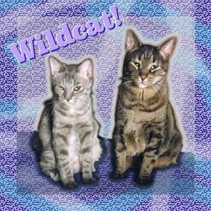 Wildcat!