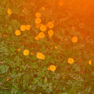 Свет у дивана