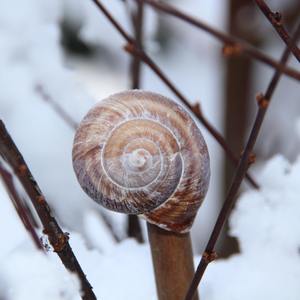 Salt (Remastered 2019)