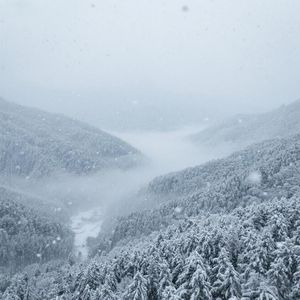 白雪纷飞覆青山