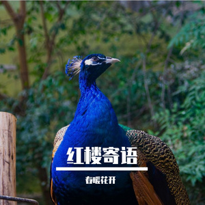 红墙寄梦