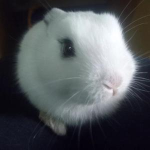 群星-莫斯科没有眼泪 纯钢琴版（张志会 remix）