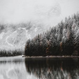 杨花落尽子规啼