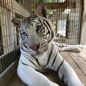 Daya_-_Insomnia_(Eddie_G_&_D.Anuchin_Remix)