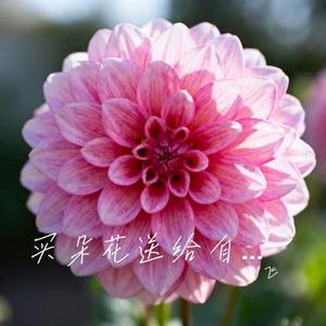 买朵花送给自己 (Cover 蒋坤炜)