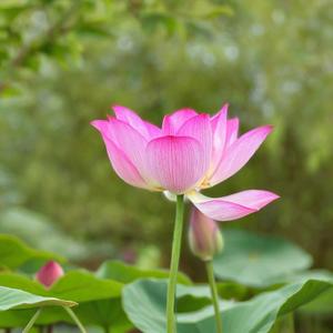 大势至菩萨心咒 (佛法无边)