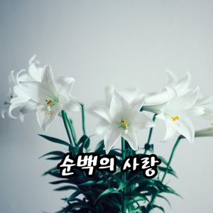 순백의 사랑