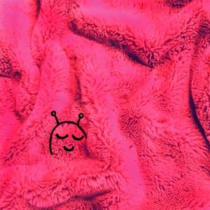 bedbug