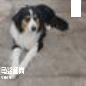 心跳轻舞的浪漫恋曲