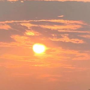 花日（太阳盛开的夏天）