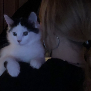 глажу кошек