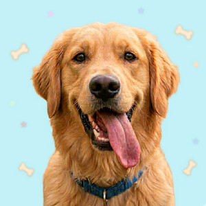 ゴールデンレトリバーのいる暮らし