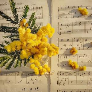 可惜没如果 (烟嗓版)