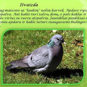 ulduka§ nemokamas stilius