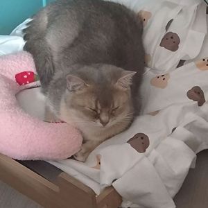 相见欢林花谢了春红