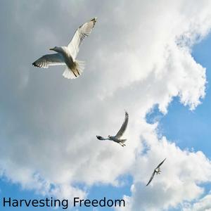 Harvesting Freedom