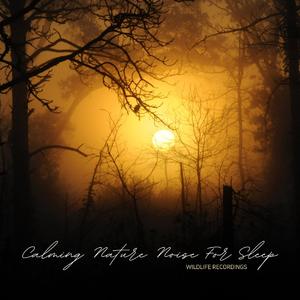 Rhythm of the Forest