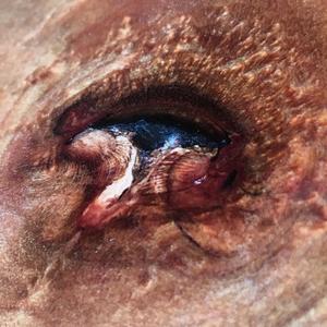 Multiflora (live at home) (Live)