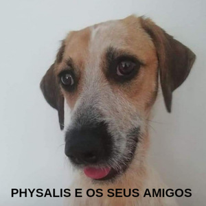 Physalis E Os Seus Amigos