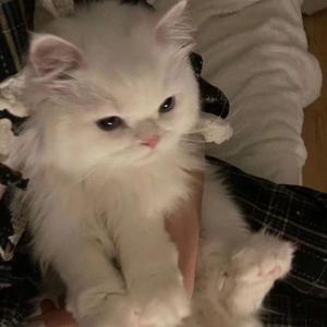 谁（Cover 廖俊涛）